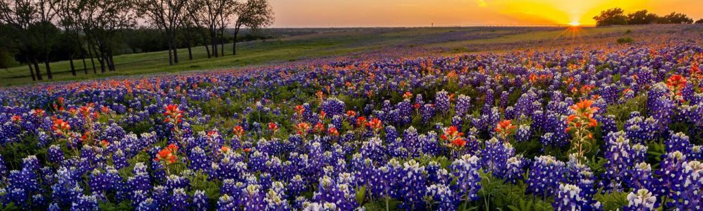 image of a field of bluebonnet flowers